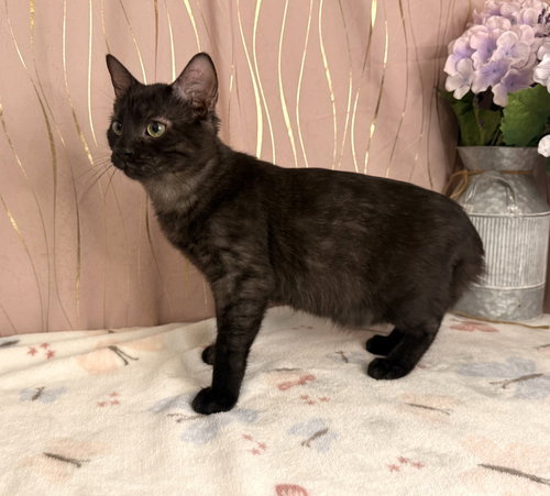 Beni, an adoptable Domestic Medium Hair in Long Beach, MS