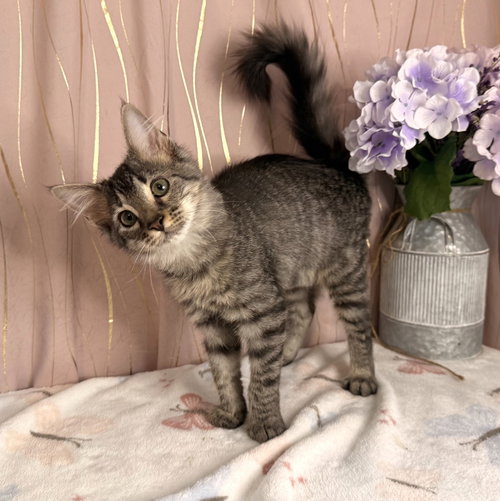 Darling, an adoptable Domestic Medium Hair in Long Beach, MS