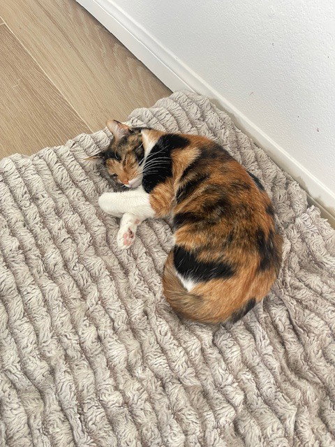 Mama Cat, an adoptable Calico in Long Beach, MS