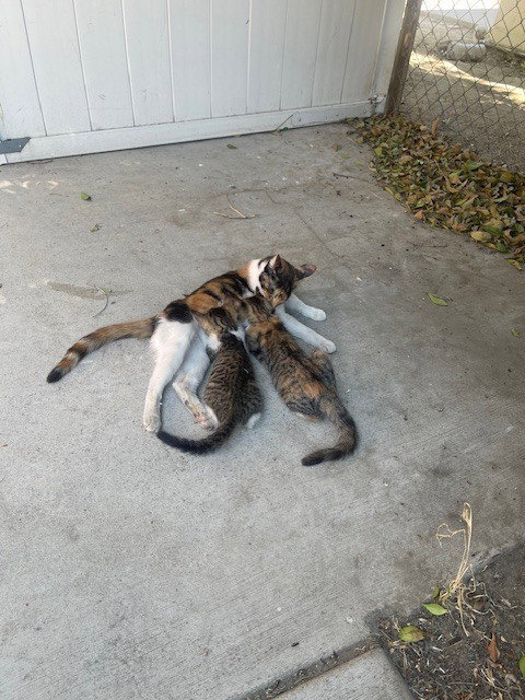 Photo 2 of Mama Cat