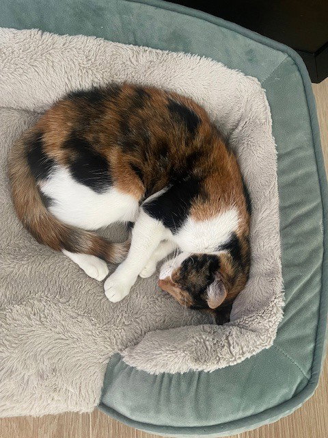 Photo 3 of Mama Cat