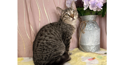 Dorian, an adoptable Domestic Short Hair in Long Beach, MS