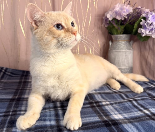 Draco, an adoptable Domestic Short Hair in Long Beach, MS