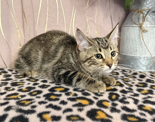 Puddin, an adoptable Domestic Short Hair in Long Beach, MS