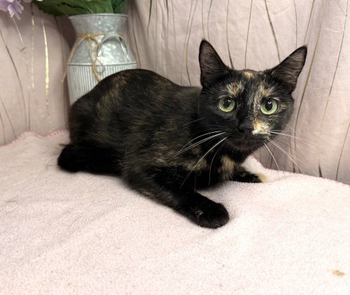 Tortilla, an adoptable Domestic Short Hair in Long Beach, MS