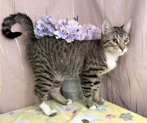 Ruin, Domestic Short Hair, cat for adoption in Gulfport, Mississippi