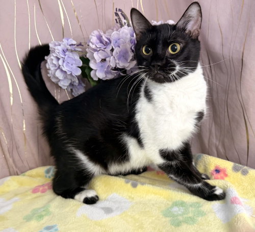 Caraval, Adult Domestic Short Hair (short coat), cat for adoption in Gulfport, Mississippi