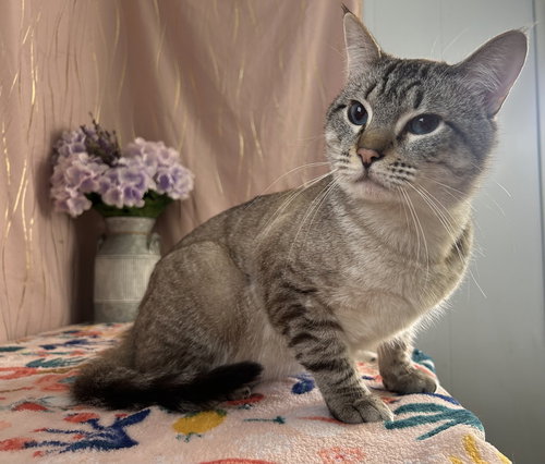 Bandit, an adoptable Siamese in Long Beach, MS