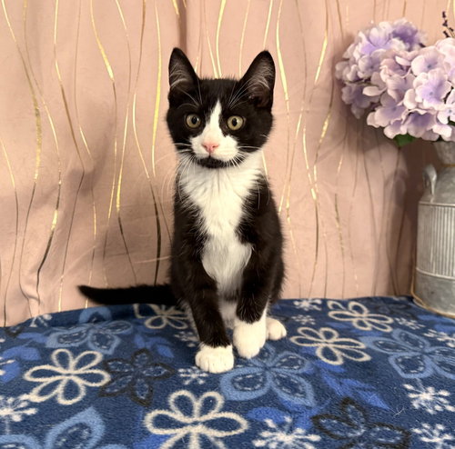 Burger, an adoptable Domestic Short Hair in Long Beach, MS