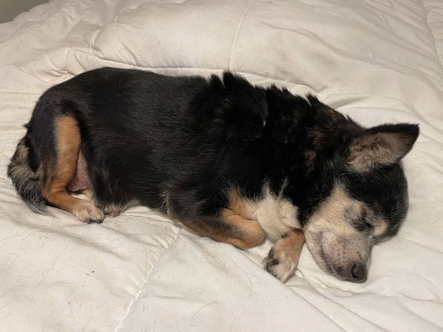 Wee Wee, an adoptable Terrier in Long Beach, MS