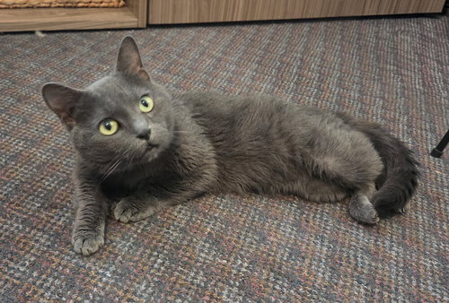 Bubba Blue, an adoptable Munchkin in Long Beach, MS