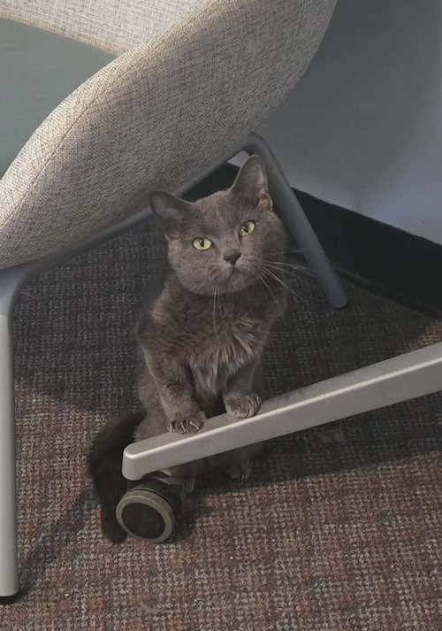 Bubba Blue, an adoptable Munchkin in Long Beach, MS