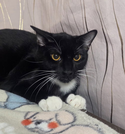 Quick, an adoptable Domestic Short Hair in Long Beach, MS