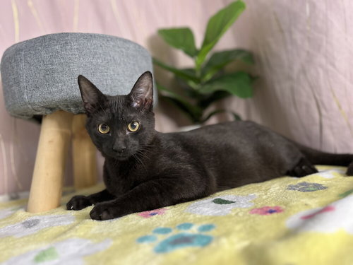 Alejandro, an adoptable Domestic Short Hair in Long Beach, MS