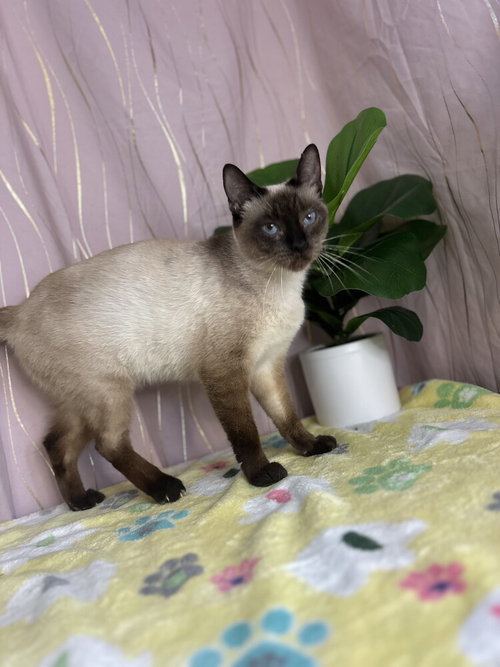 Shao, an adoptable Siamese in Long Beach, MS