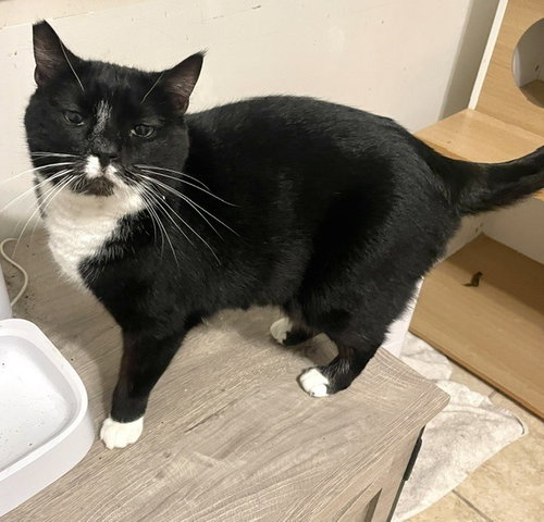 Emmy, an adoptable Domestic Short Hair in Long Beach, MS