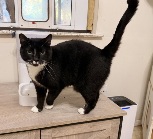 Emmy, a cat for adoption from For Pet's Sake Rescue
