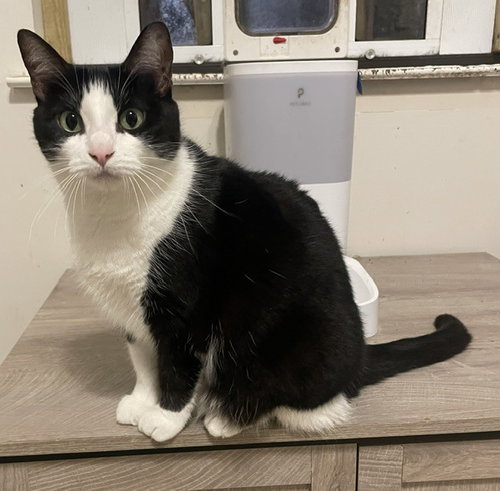 Onyx, an adoptable Domestic Short Hair in Long Beach, MS