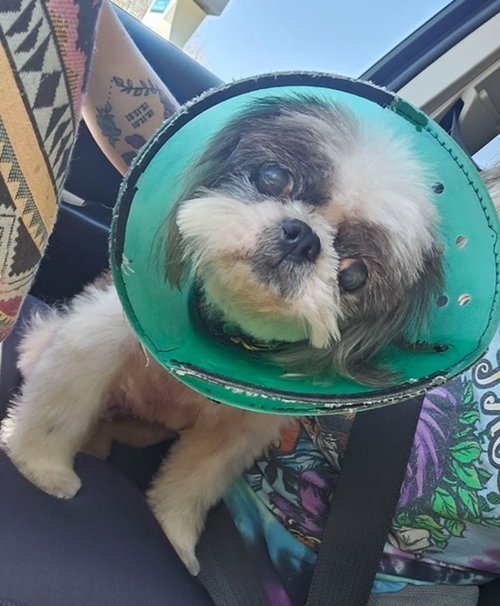 Buffy, an adoptable Shih Tzu in Long Beach, MS