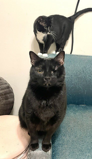 Salem **One Eyed Charm**, an adoptable Domestic Short Hair in Long Beach, MS