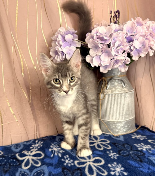 Nyx, an adoptable Domestic Medium Hair in Long Beach, MS