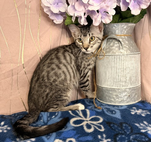 Cady, an adoptable Domestic Short Hair in Long Beach, MS