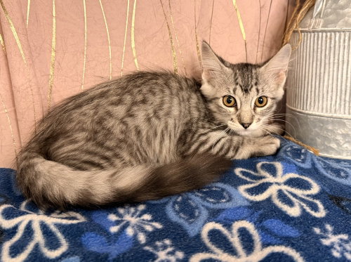 Solene, an adoptable Domestic Medium Hair in Long Beach, MS