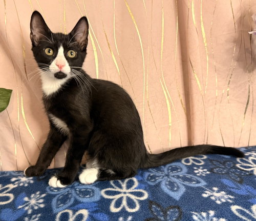 Kairo, an adoptable Domestic Short Hair in Long Beach, MS