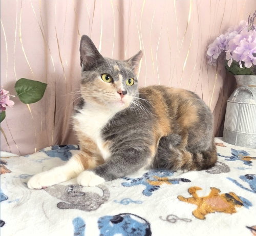 Reba, an adoptable Domestic Short Hair in Long Beach, MS