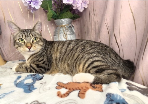 Fred, an adoptable Domestic Short Hair in Long Beach, MS