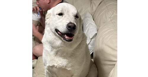 Bailey, an adoptable Great Pyrenees in Long Beach, MS