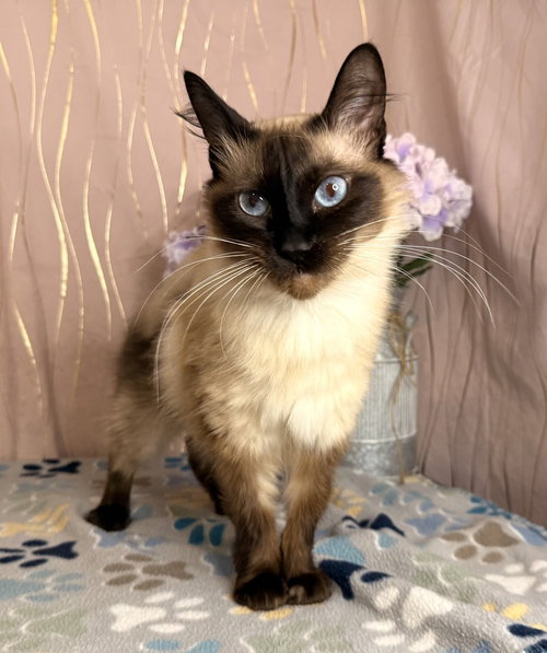 Yuki, an adoptable Siamese in Long Beach, MS