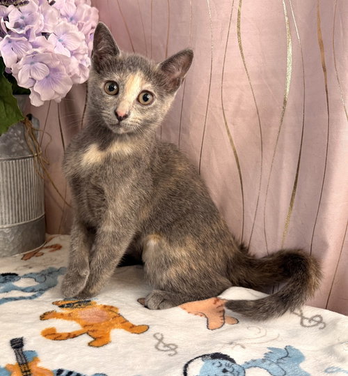 Novalie, an adoptable Domestic Short Hair in Long Beach, MS