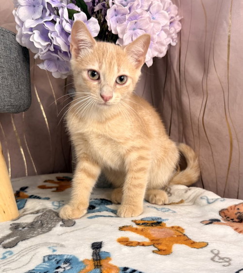 Stellan, an adoptable Domestic Short Hair in Long Beach, MS