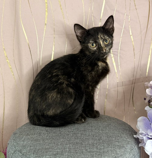 Maren, an adoptable Domestic Short Hair in Long Beach, MS
