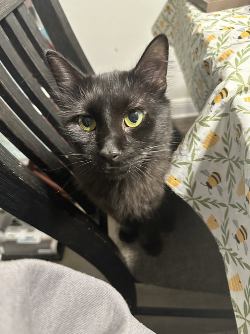 Jinx, an adoptable Maine Coon in Long Beach, MS