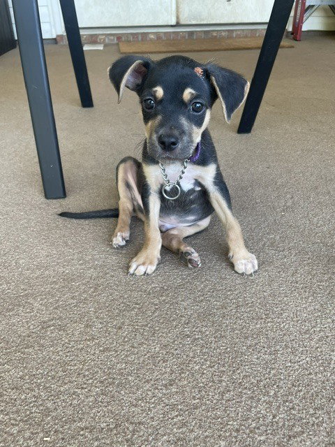 Ottis photo 3