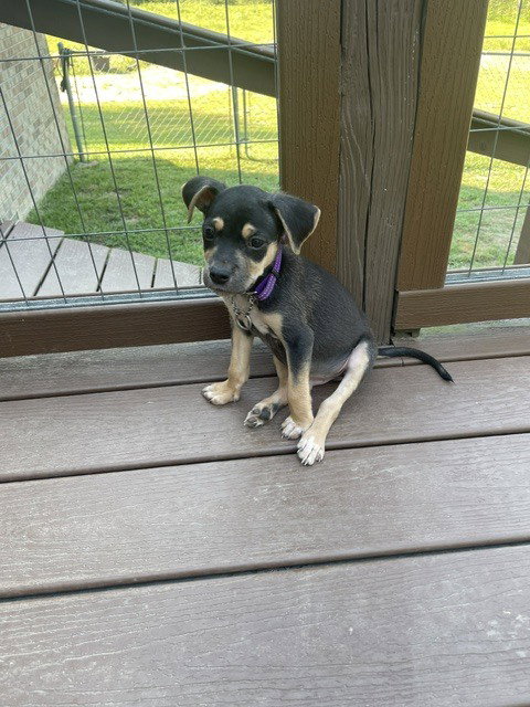 Ottis photo 4