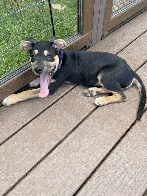 Ottis, an adoptable Terrier in Long Beach, MS