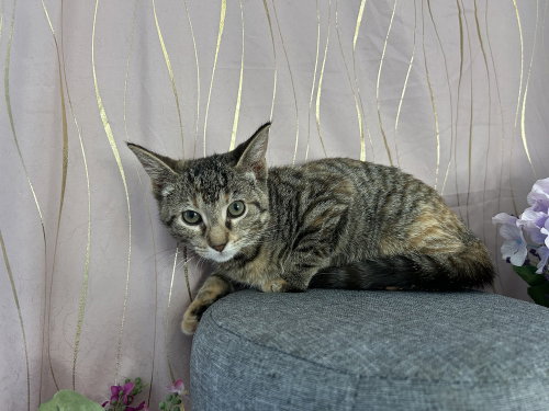 Willow