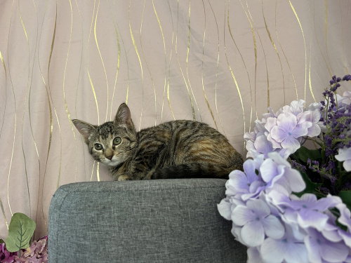 Willow photo 2