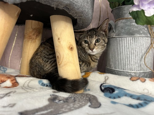 Willow photo 3