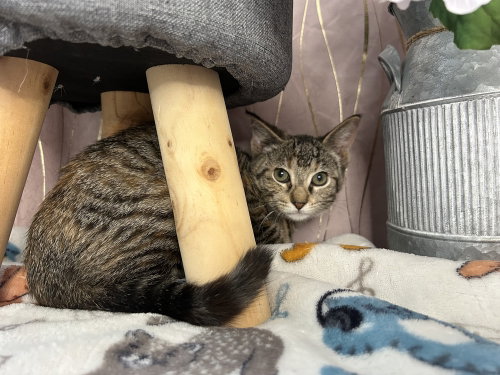 Willow photo 4