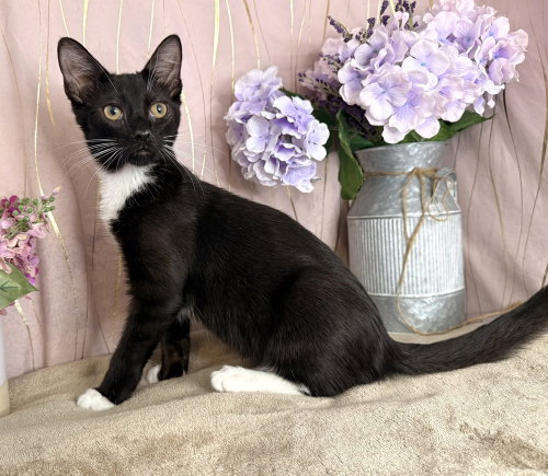 Frankie, a cat for adoption from For Pet's Sake Rescue
