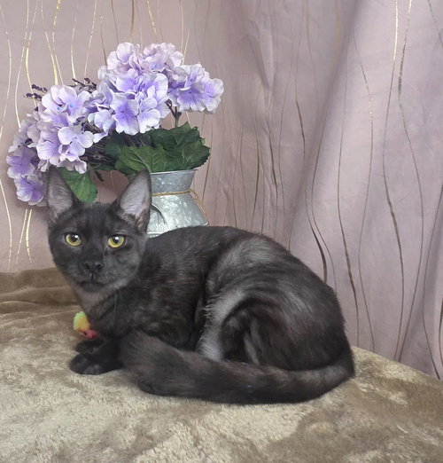 Marina, a cat for adoption from For Pet's Sake Rescue