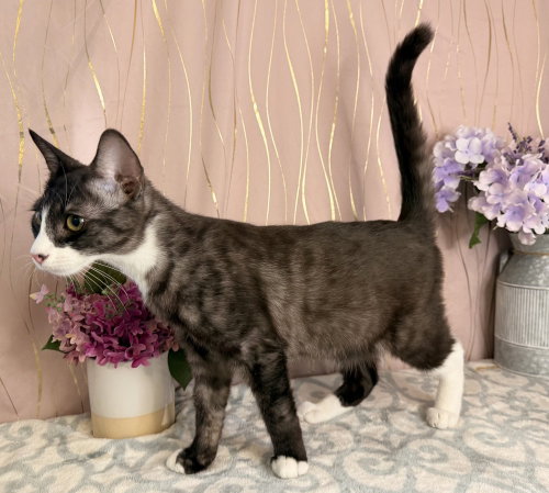 Photo 2 of Scout