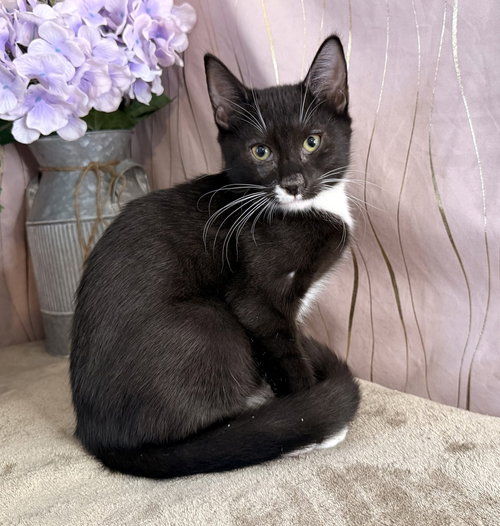 Everest, a cat for adoption from For Pet's Sake Rescue