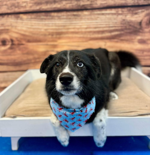 Hazel, an adoptable Border Collie in Long Beach, MS