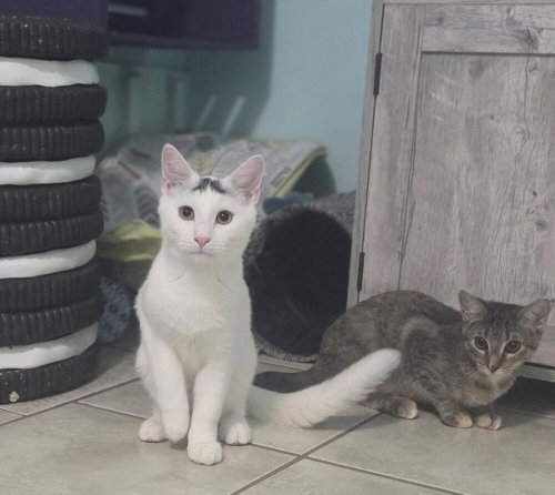 Brew, a cat for adoption from For Pet's Sake Rescue