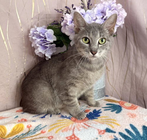 Cressida, a cat for adoption from For Pet's Sake Rescue